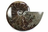 Polished Ammonite (Cleoniceras) Fossil - Madagascar #365028-1